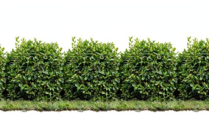 A row of green bushes on a white background, ideal for use in designs and illustrations