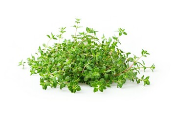 Fototapeta premium A pile of fresh thyme arranged on a white surface
