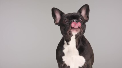 beautiful black French bulldog dog looking to side and licking nose while sitting and looking on on grey background