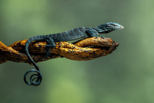 Blue Tree Monitor or Varanus macraei, is a species of monitor lizard found on the island of Batanta, Papua, Indonesia. 