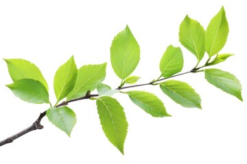 A picture of a tree branch with lush green leaves, perfect for use in nature-themed projects