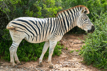 Eine Reise durch Südafrika. Auf Safari durch die afrikanische Savanne.