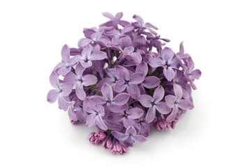 Obraz premium A bouquet of purple flowers arranged on a white surface
