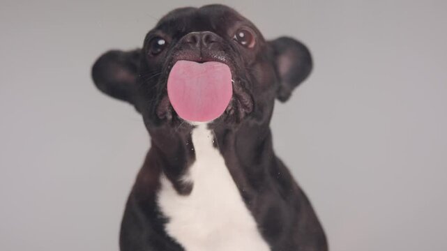 adorable little Frenchie puppy looking up and licking transparent plexiglass and the hands of his owner in a greedy way on green background