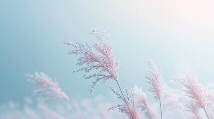 soft gently wind grass flowers in aesthetic nature of early morning misty sky background. Quiet and calm image in minimal zen mood. Spring nature in pastel tone.