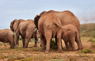 Fototapeta premium Eine Reise durch Südafrika. Auf Safari durch die afrikanische Savanne.