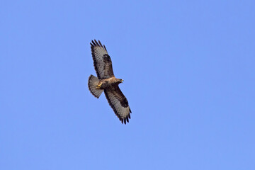 Beautiful bird of prey flying in the blue sky. Common buzzard (Buteo buteo).