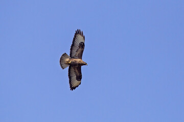 Beautiful bird of prey flying in the blue sky. Common buzzard (Buteo buteo).