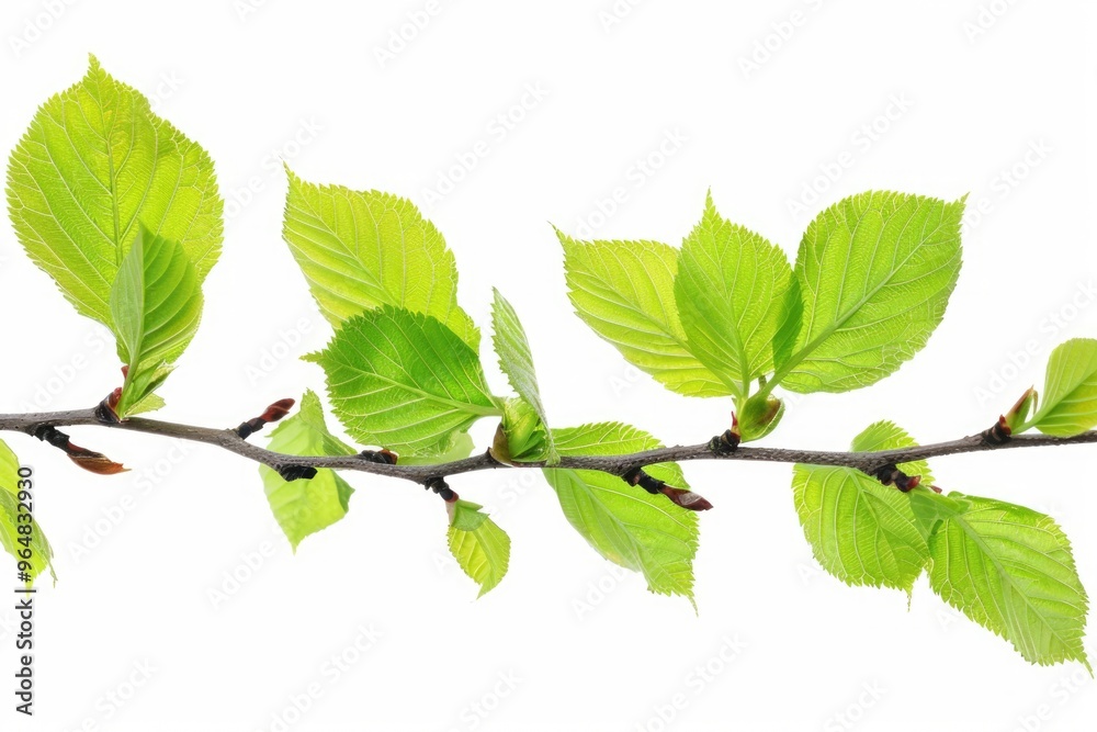Poster a natural scene with a branch of a tree bearing green leaves, suitable for use in environmental or n
