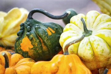 Autumnal, multi colored decorative pumpkins. Colorful gourds.
