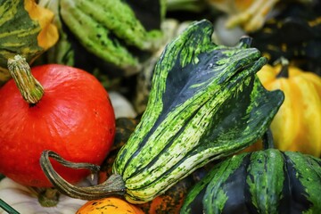 Autumnal, multi colored decorative pumpkins. Colorful gourds.