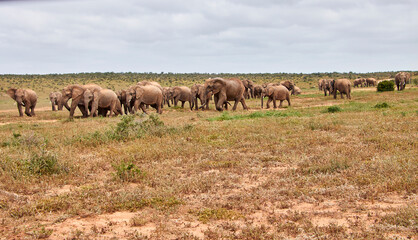 Obraz premium Eine Reise durch Südafrika. Auf Safari durch die afrikanische Savanne.