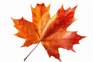 Obraz premium A single red maple leaf on a white background