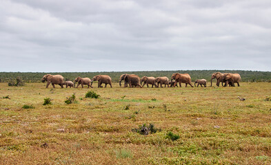 Eine Reise durch Südafrika. Auf Safari durch die afrikanische Savanne.