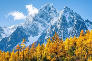 Fototapeta premium Larch trees display their brilliant golden hues in front of towering, snow-topped mountains, creating a stunning contrast against the bright blue sky in autumn.