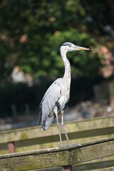 Cigogne 