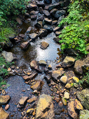Mountain stream with rocks, ferns and rippled water.