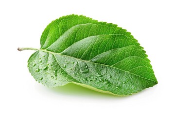 A single green leaf with water droplets glistening on its surface