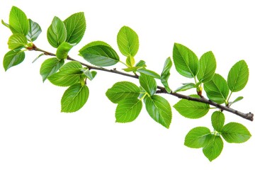 Fototapeta premium A close-up shot of a tree branch with lush green leaves