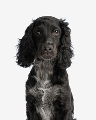 sweet little english cocker spaniel dog looking forward and sitting