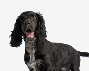 excited cocker spaniel puppy opening mouth and barking