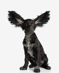 sweet english cocker spaniel dog with ears in the air being ready to fly