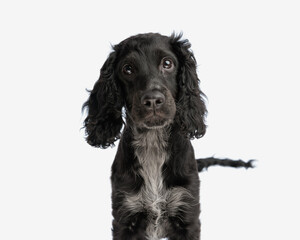 beautiful little english cocker spaniel puppy looking up with big eyes