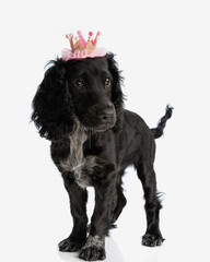 cute royal english cocker spaniel dog with crown looking to side