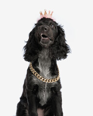 funny english cocker spaniel dog with crown and collar looking up