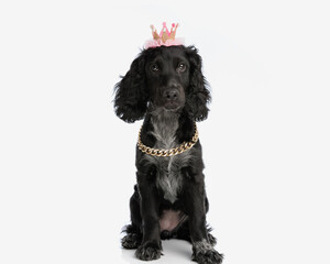 beautiful english cocker spaniel princess puppy with crown looking forward