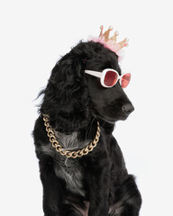 fashion chic english cocker spaniel dog with crown and sunglasses