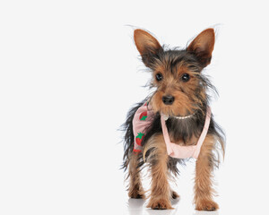 cute little yorkshire terrier puppy with pink skirt with strawberries