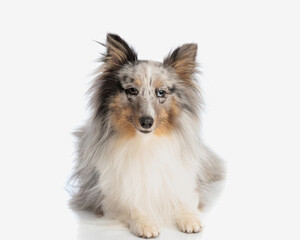 beautiful shetland sheepdog puppy with fluffy fur laying down