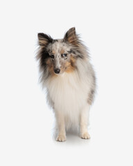 curious shetland sheepdog doggy being suspicious and looking to side