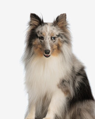 sweet shetland sheepdog with big fur looking forward and panting