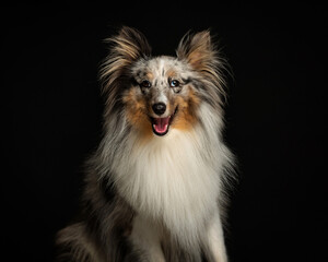 adorable shetland sheepdog dog with fluffy fur sticking out tongue