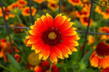 Close up of Red and yellow Gaillardia flower in the garden on the blurred background. Gaillardia Pulchella. Selective focus