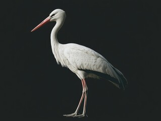 Obraz premium Large White Bird on Black Surface