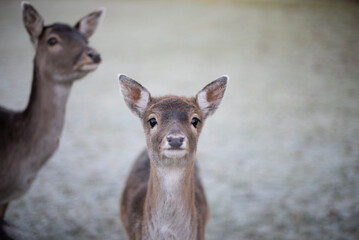 deer outside looking at the camera