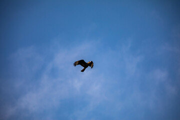 Caracara hawk Caracara plancus flying isolated on blue sky background