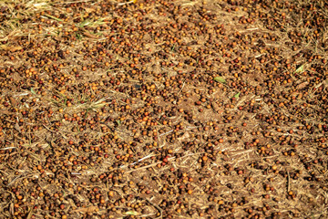 Ficus seeds texture on the ground