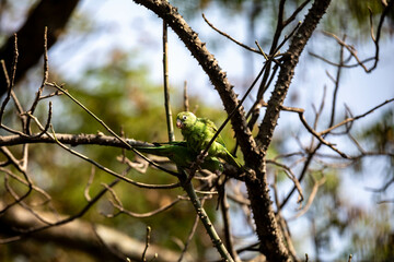 Pair of wild tropical Brazilian green parakeets