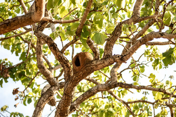 Bird's nest João de Barro made with earth and leaves drying on the trunk of the tree