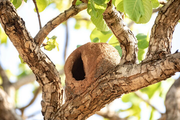 Bird's nest João de Barro made with earth and leaves drying on the trunk of the tree