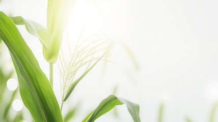 Fototapeta premium Corn plant with green leaves and stalks in sunlight, agriculture concept