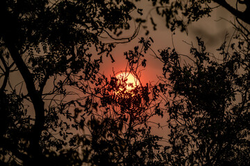 Reddish sun through tree branches. Smoke and pollution from forest fires
