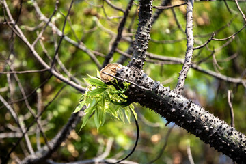New shoots symbol of resilience, survival and renewal. Living nature