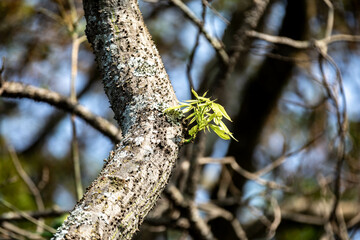 New shoots symbol of resilience, survival and renewal. Living nature