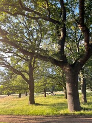 Obraz premium Regent Park