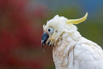 Photograph of an aging Sulphur Crested Cockatoo taking a rest on a fence in the Blue Mountains in New South Wales, Australia.